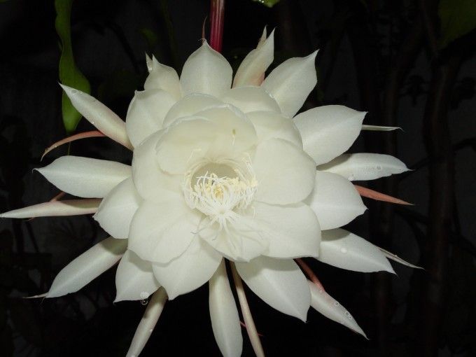 flor-blanca-de-noche